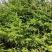 云杉松树1.5米和2米多，地栽苗大量出这种树有需求的