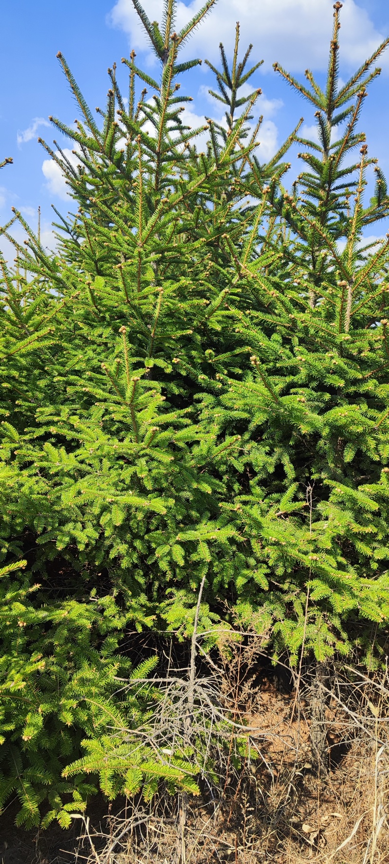 云杉松树1.5米和2米多，地栽苗大量出这种树有需求的
