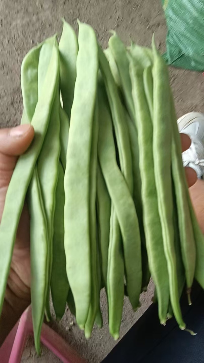 云南保山扁豆/产区直发/货源充足/大量有货