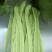 云南保山扁豆/产区直发/货源充足/大量有货
