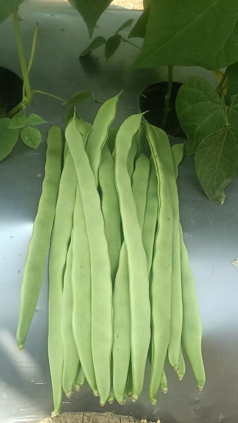 云南保山扁豆/产区直发/货源充足/大量有货
