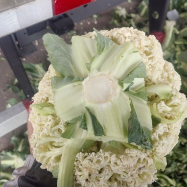 松花菜