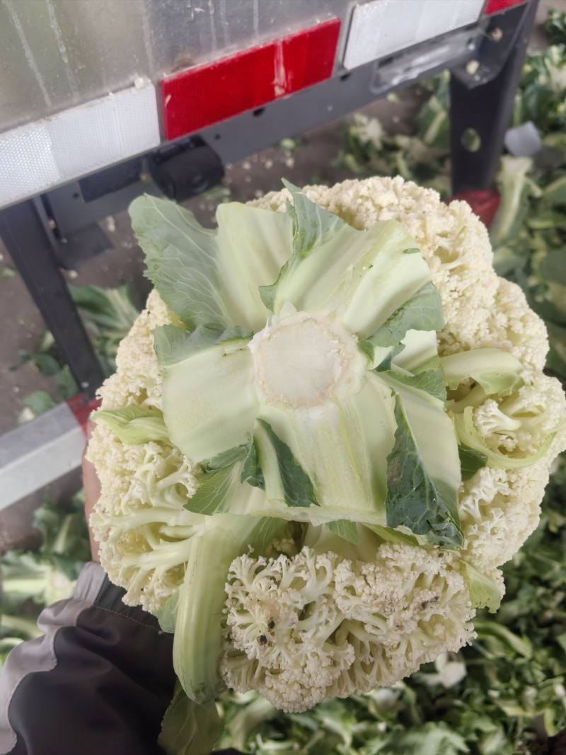松花菜