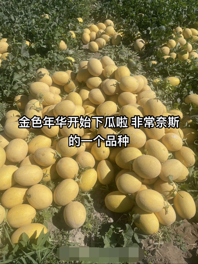 金色年华哈蜜瓜种大果抗病含糖高50克约1200粒