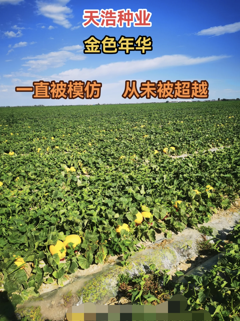 金色年华哈蜜瓜种大果抗病含糖高50克约1200粒