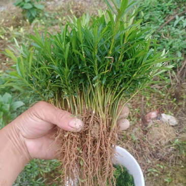 贵妃罗汉松芽苗。