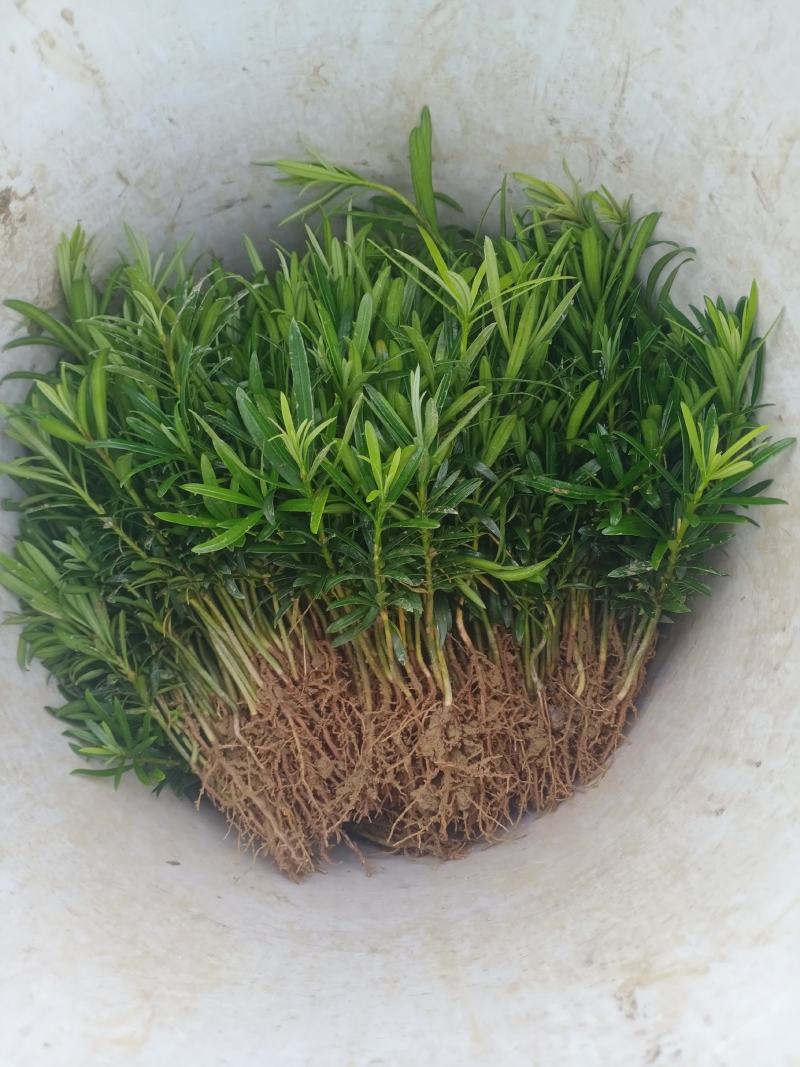 贵妃罗汉松芽苗。