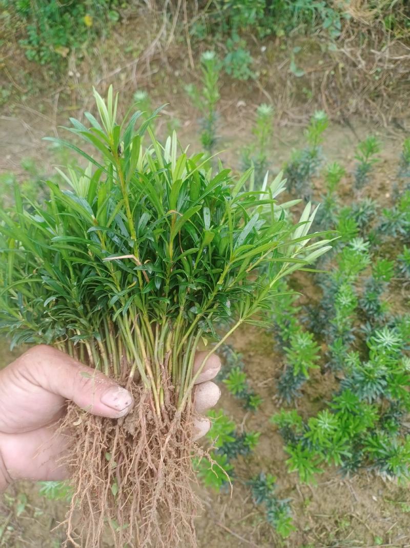 贵妃罗汉松芽苗。