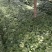 10万白三七苗出售