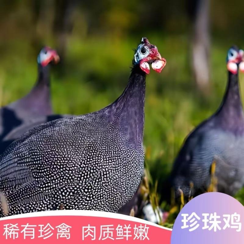 现货成年珍珠鸡原种珍珠鸡