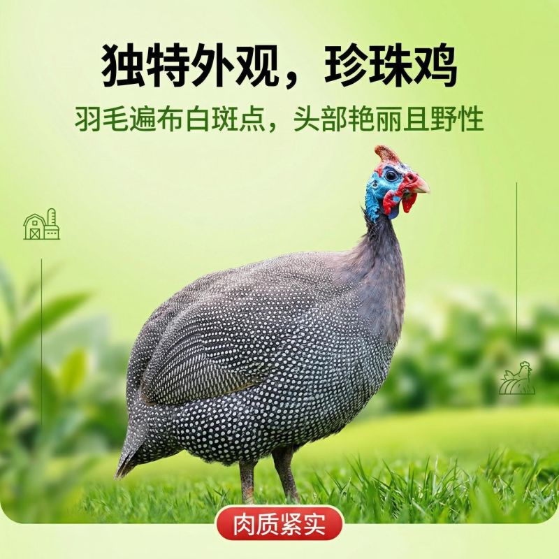 现货成年珍珠鸡原种珍珠鸡