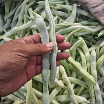 白不老豆角大量上市，有需要的联系我