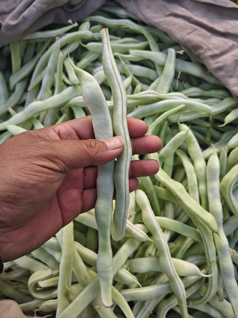白不老豆角大量上市，有需要的联系我