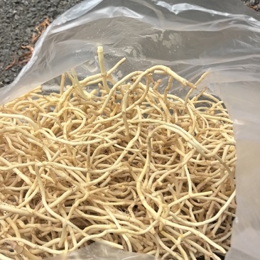 鱼腥草，折耳根，长期大量有货，粗根细根都有哈，耿直老板来。