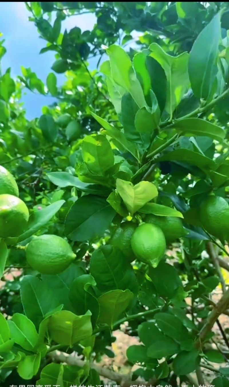 广东无籽香水柠檬一级果。
