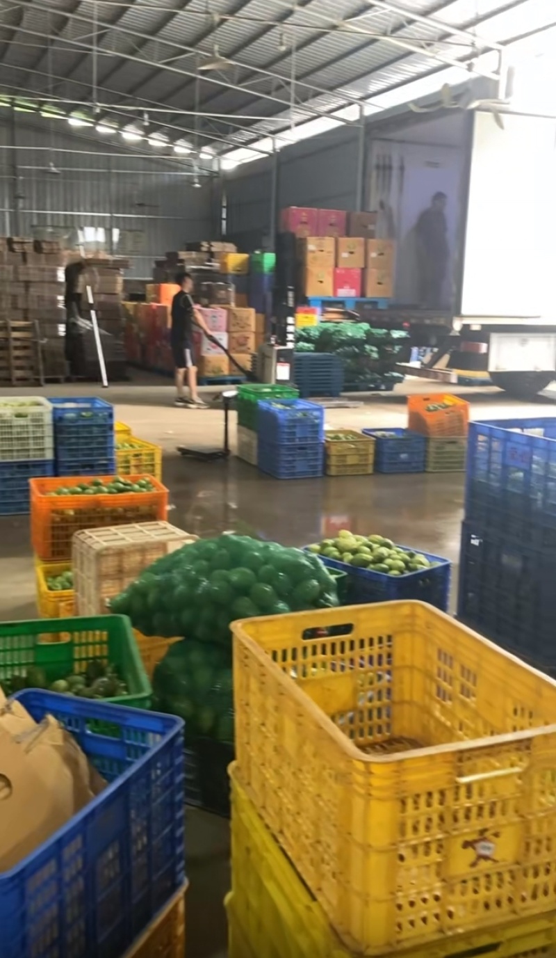 广东无籽香水柠檬一级果。