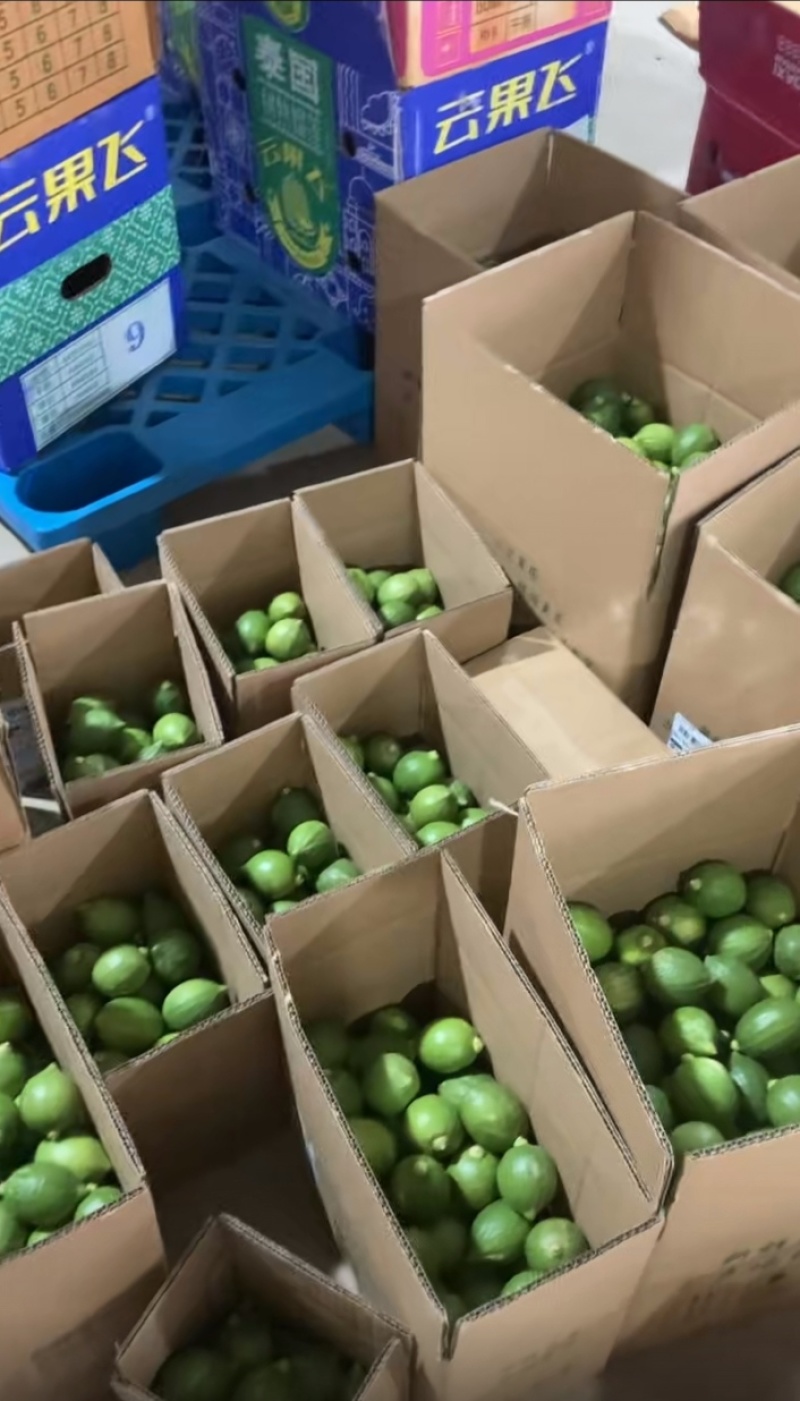 广东无籽香水柠檬一级果。