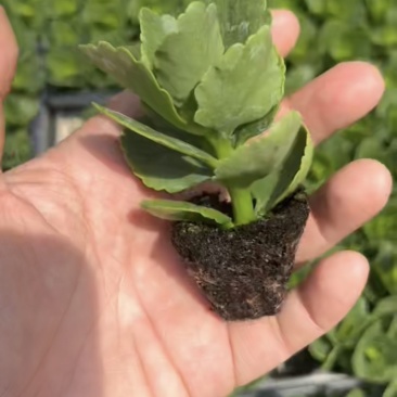 长寿花苗，质量好，价格实惠，基地直发！