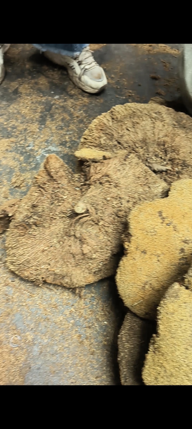 产地直发雪灵芝货源充足可大量批发零售