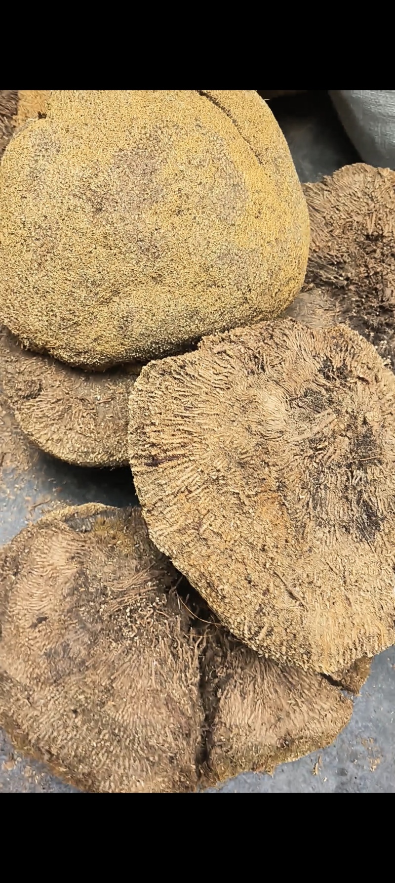 产地直发雪灵芝货源充足可大量批发零售