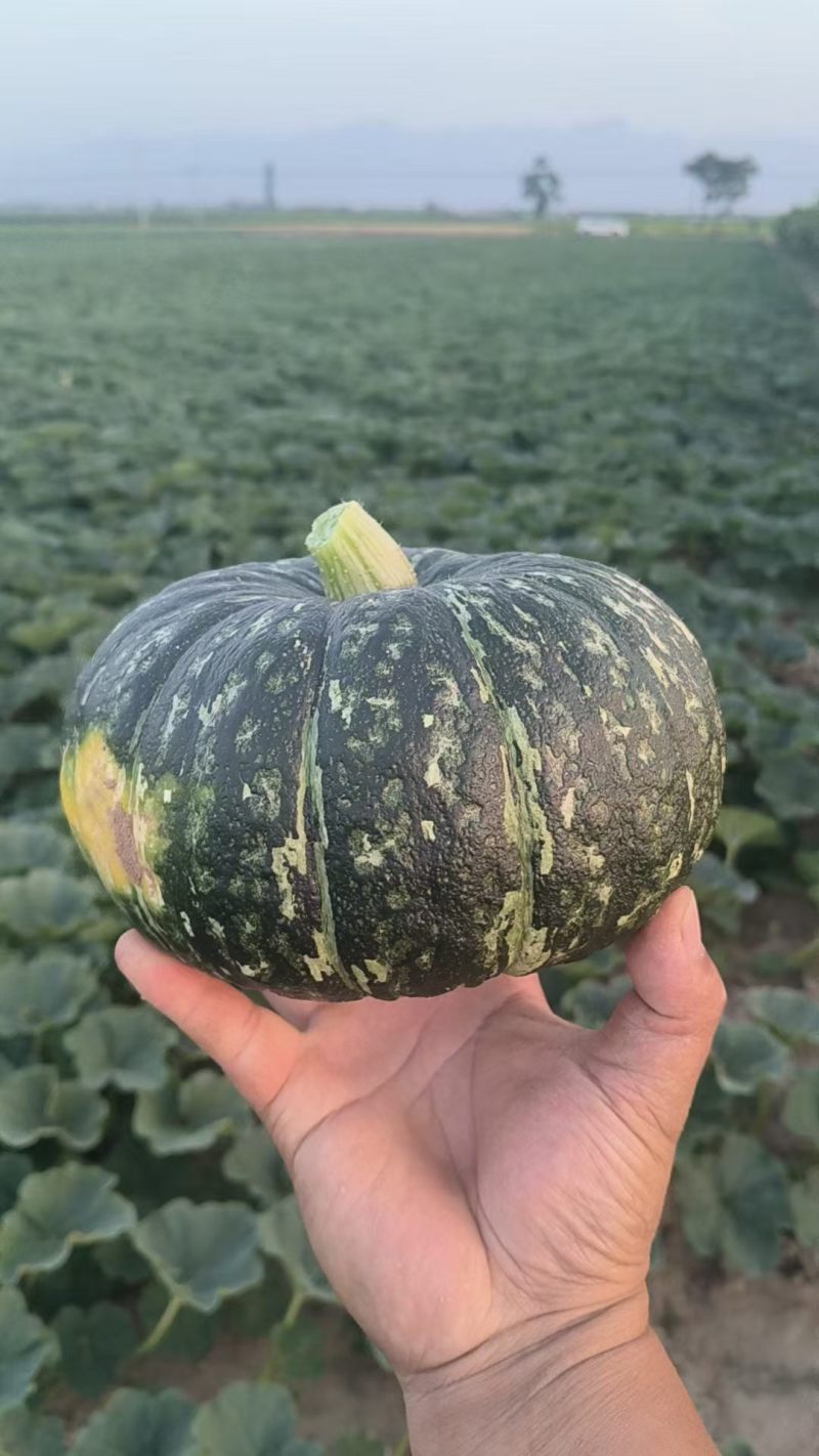 南瓜一斤半以上扁圆形精品板栗南瓜供应各大电商平台