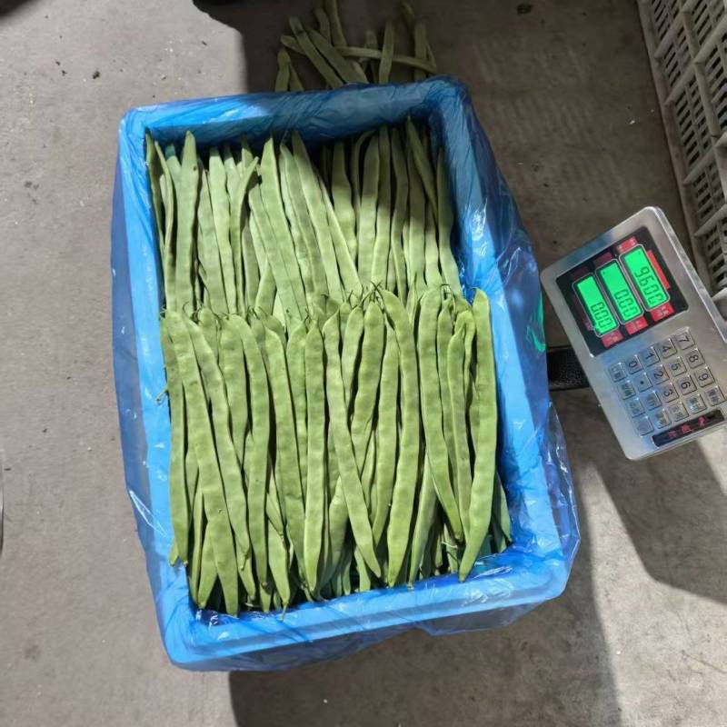（扁豆）山西扁豆/大量供应/保质保量/专业代办团队