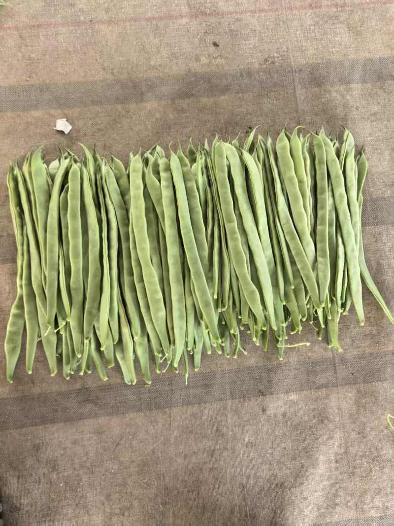 （扁豆）山西扁豆/大量供应/保质保量/专业代办团队