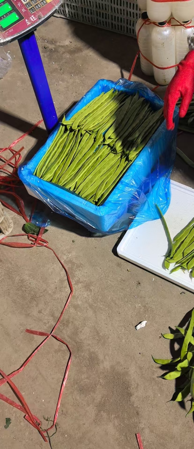 （扁豆）山西扁豆/大量供应/保质保量/专业代办团队