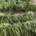 （扁豆）山西扁豆/大量供应/保质保量/专业代办团队