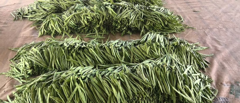 （扁豆）山西扁豆/大量供应/保质保量/专业代办团队