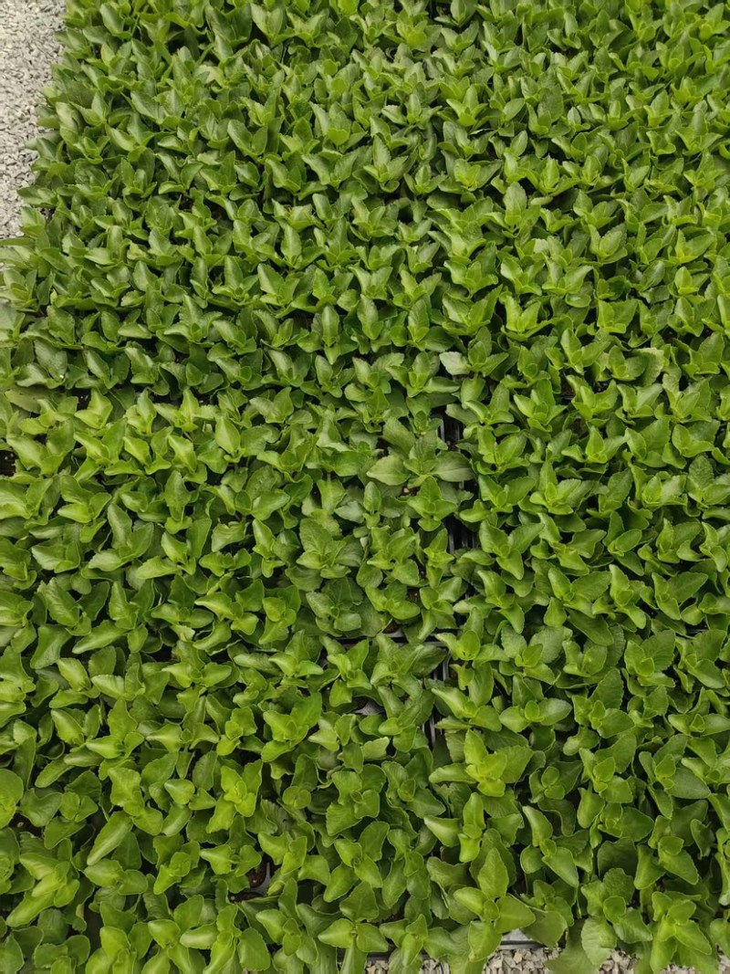 长寿花苗，质量好，价格实惠，基地直发！