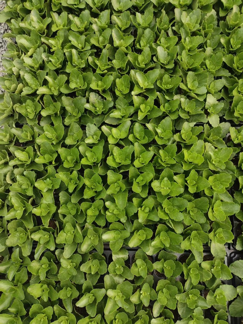 长寿花苗，质量好，价格实惠，基地直发！
