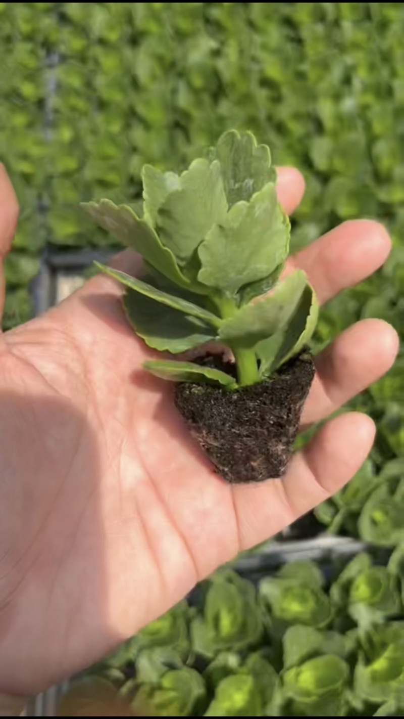 长寿花苗，质量好，价格实惠，基地直发！