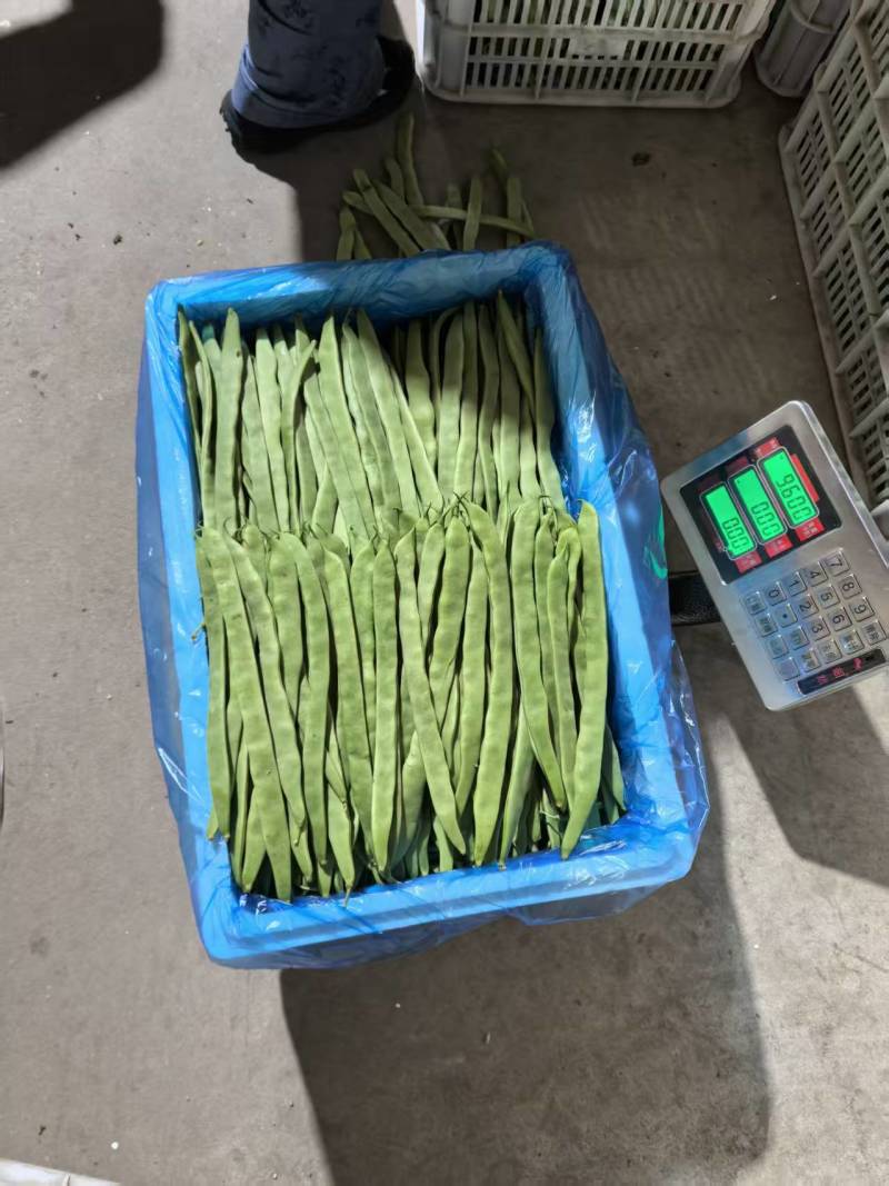 （扁豆）山西扁豆/大量供应/保质保量/专业代办团队