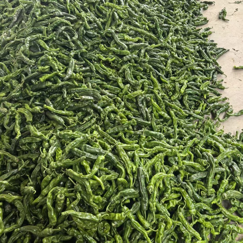 （小皱皮辣椒）山东鲜辣椒/品种齐全/保质保量/全国供应
