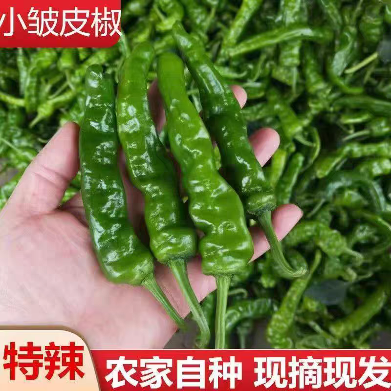 （小皱皮辣椒）山东鲜辣椒/品种齐全/保质保量/全国供应
