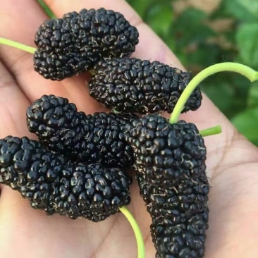 **红果2号和白玉王