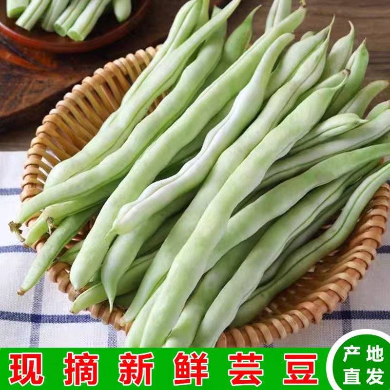 （白芸豆）白不老白芸豆/青芸豆/保质保量/全国供应批发