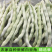 （白芸豆）白不老白芸豆/青芸豆/保质保量/全国供应批发