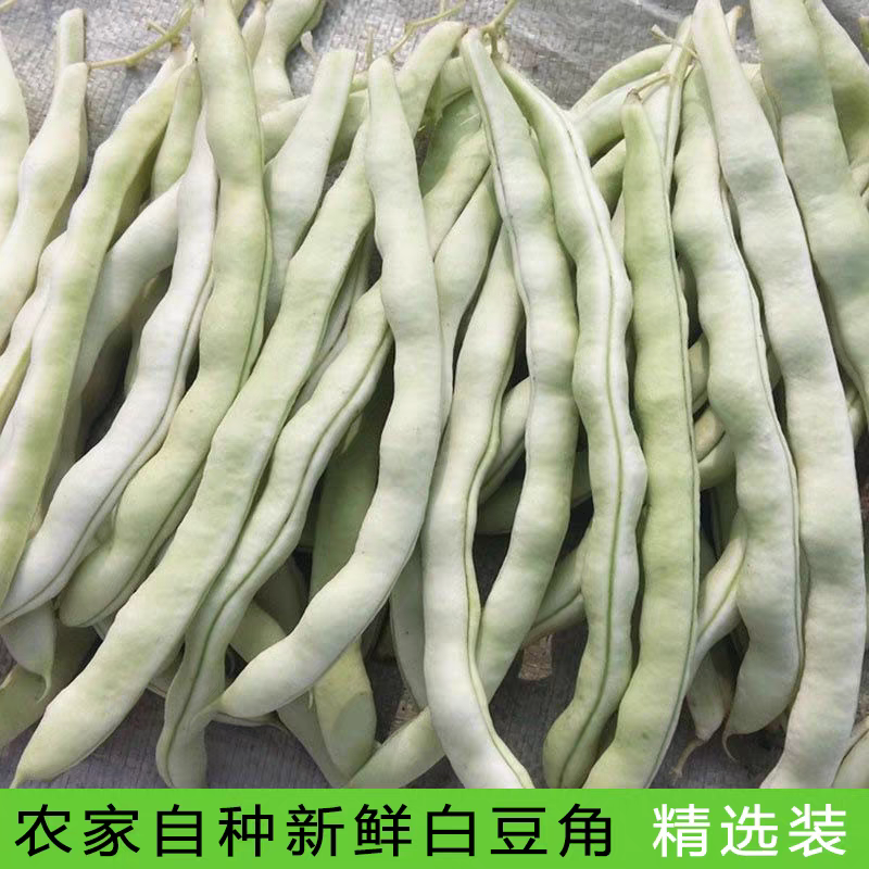 （白芸豆）白不老白芸豆/青芸豆/保质保量/全国供应批发