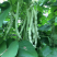 （白芸豆）白不老白芸豆/青芸豆/保质保量/全国供应批发