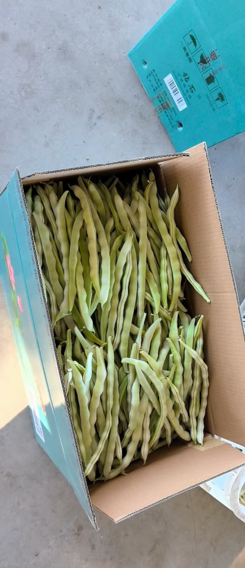（白芸豆）白不老白芸豆/青芸豆/保质保量/全国供应批发