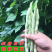 （白芸豆）白不老白芸豆/青芸豆/保质保量/全国供应批发