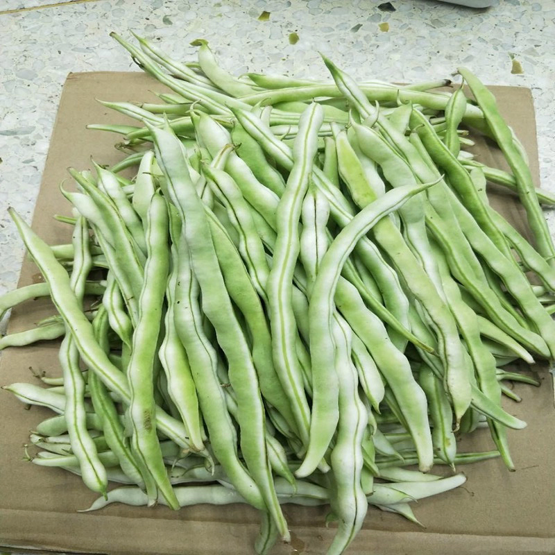 （白芸豆）白不老白芸豆/青芸豆/保质保量/全国供应批发