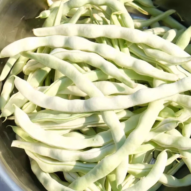 （白芸豆）白不老白芸豆/青芸豆/保质保量/全国供应批发