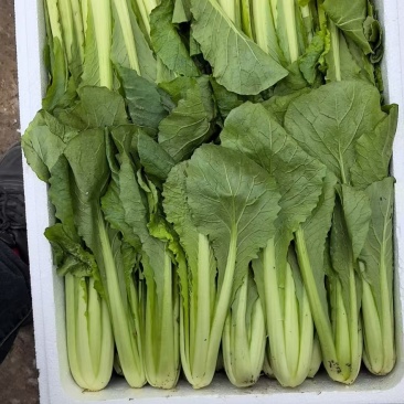 邯郸精品小白菜大量有货质量好价格低。有需要的老板联系了