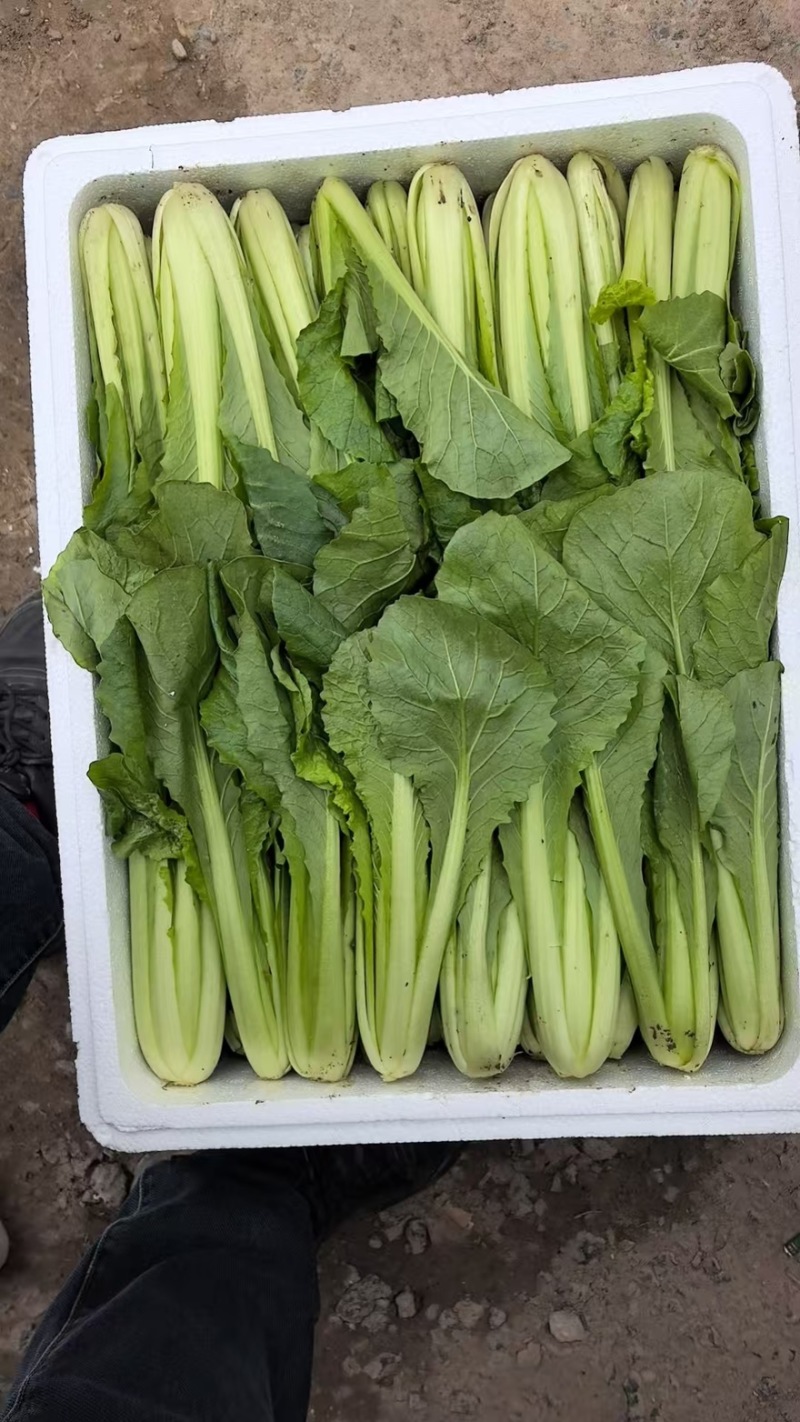 邯郸精品小白菜大量有货质量好价格低。有需要的老板联系了
