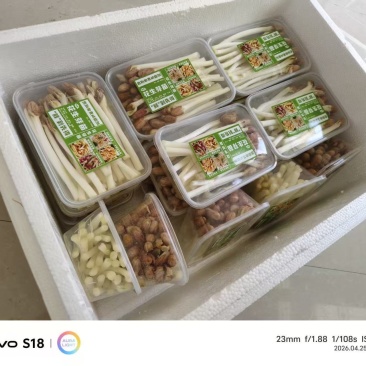 精品花生芽
