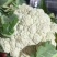 河北精品松花花菜产地直发一手货源保质保量全国发货