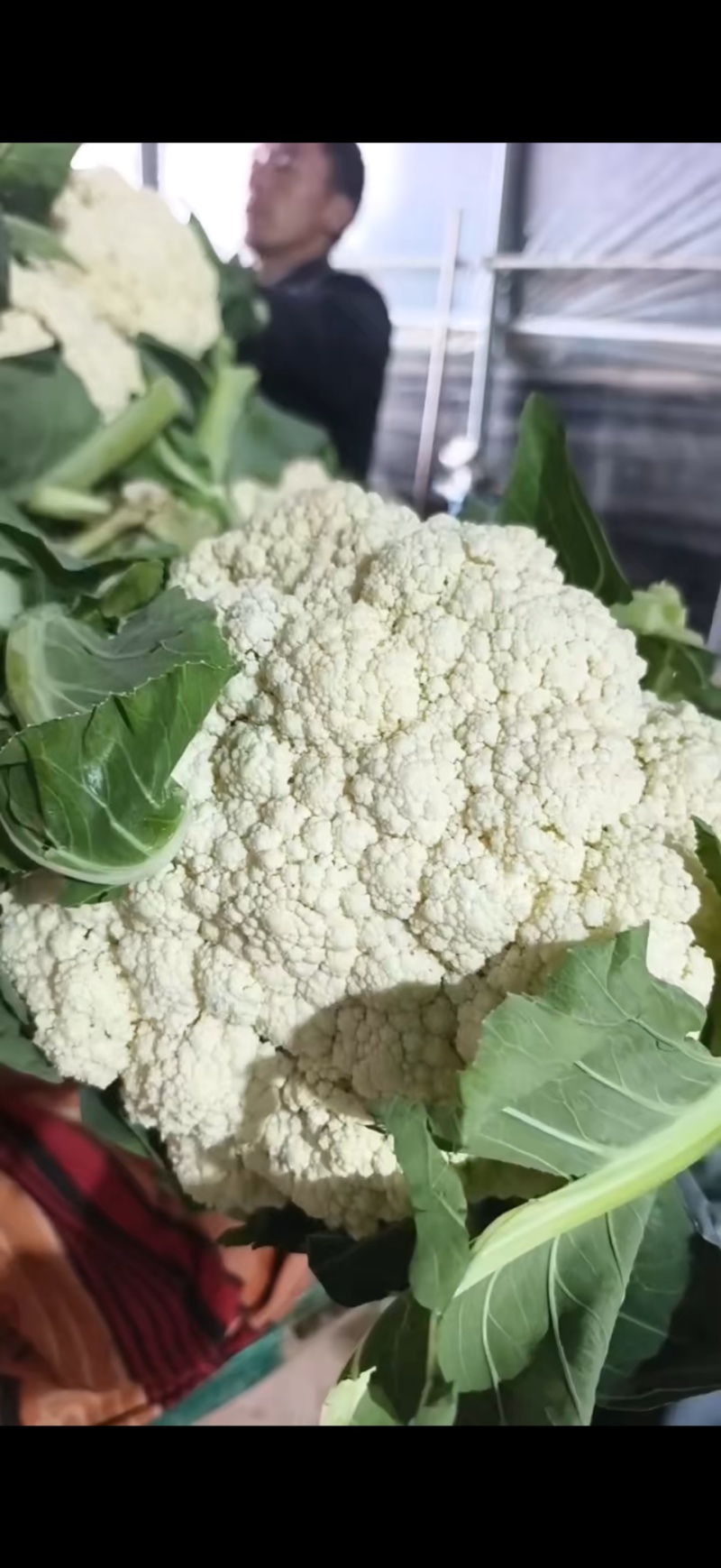 河北精品松花花菜产地直发一手货源保质保量全国发货